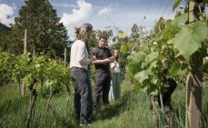 Besichtigung Weinberg