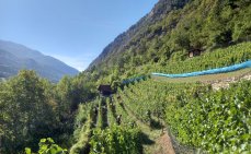 Ernte 2025 in Visp
