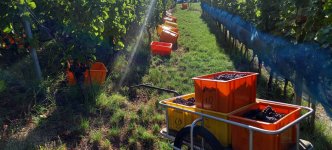 Traubenernte in Raron