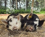 Kunekune Schweinchen
